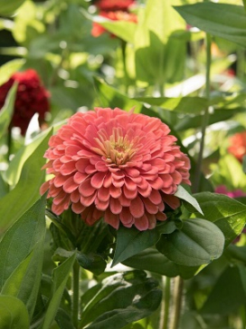 ZINNIA Benary Giant Salmon Rose